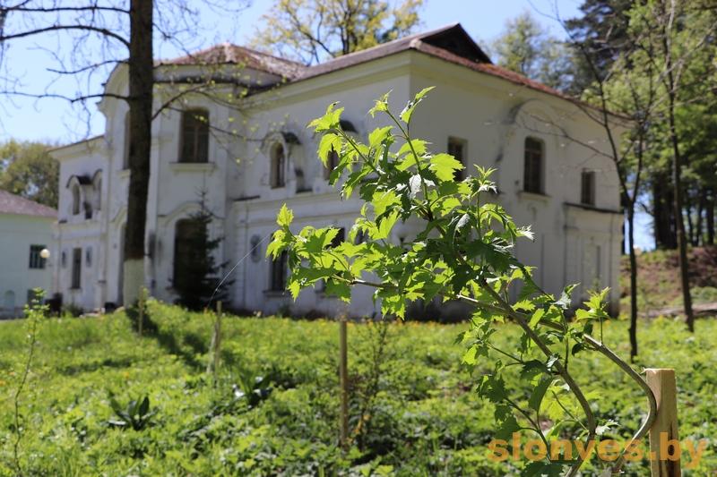 Очищают территорию и высаживают деревья. Как благоустраивают дворцово-парковый комплекс Пусловских в Альбертине?