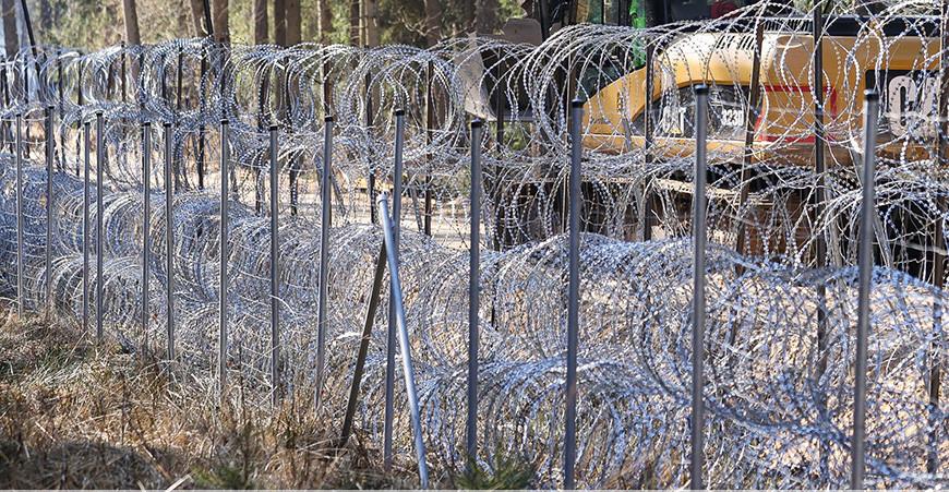 ГПК: в Гродненском районе обнаружена павшая от европейской "колючки" косуля