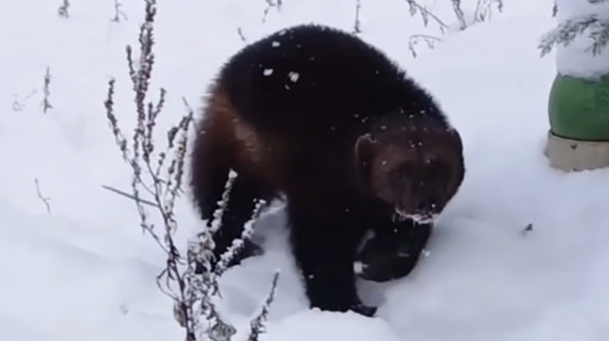 В Гродненском зоопарке поселилась росомаха Люси