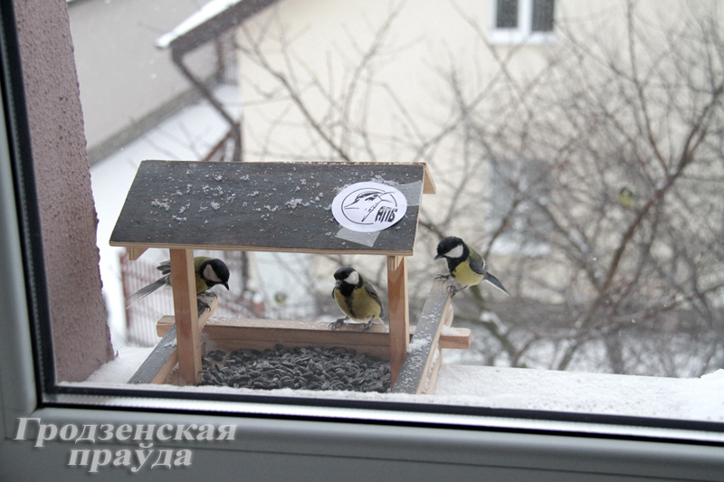 Акция «Птицы на кормушке» пройдет в Беларуси в эти выходные