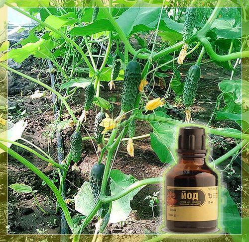 Для винограда, капусты, клубники и цветов. Зачем нужен йод в саду и огороде?  