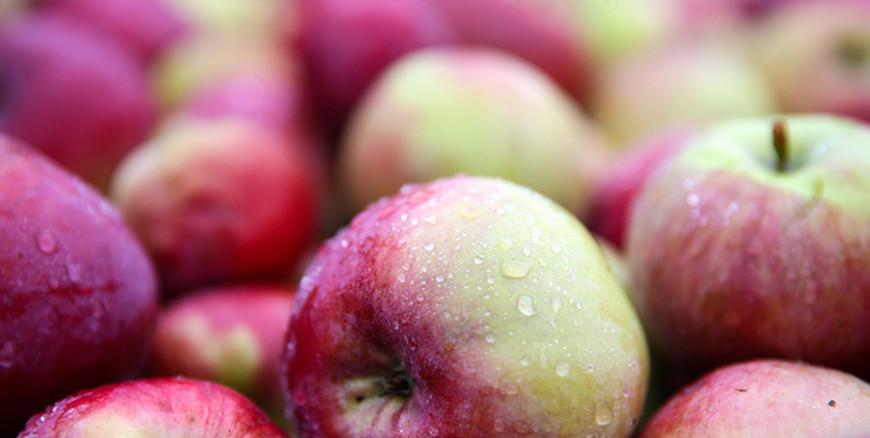 "На поставках за рубеж мы можем хорошо заработать". Почему Александр Лукашенко требует закладывать яблоневые сады