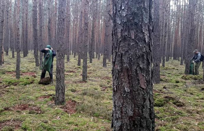 Поляки массово воруют мох из лесов. Зачем?