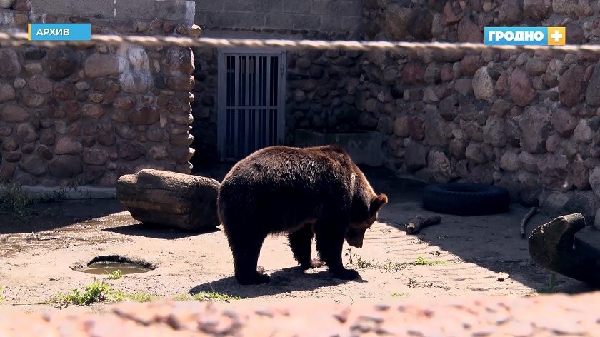 В Гродненском зоопарке проснулись медведи. Весна близко