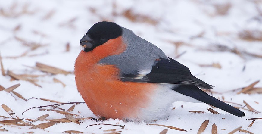 ФОТОФАКТ: В Гродно прилетели снегири