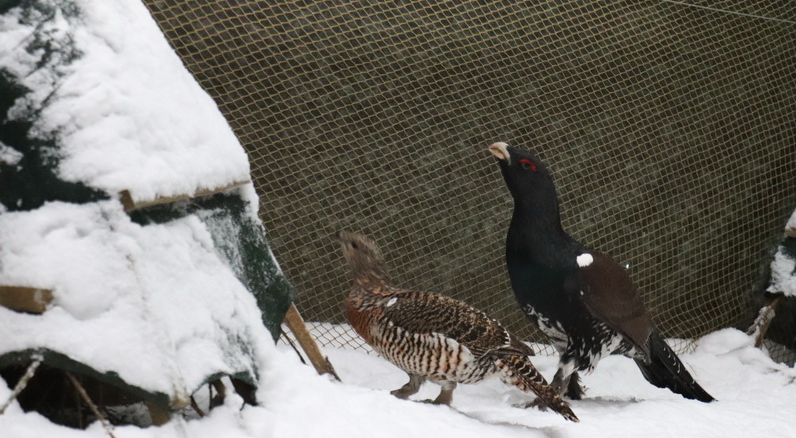 В Новогрудском лесхозе в питомнике разводят западноевропейский подвид глухарей Майера