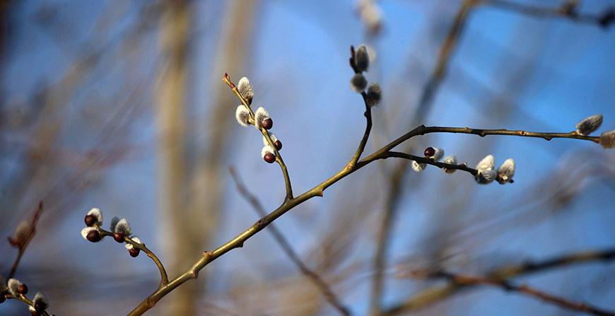 Преимущественно без осадков и до +19°С ожидается в Беларуси 20 апреля