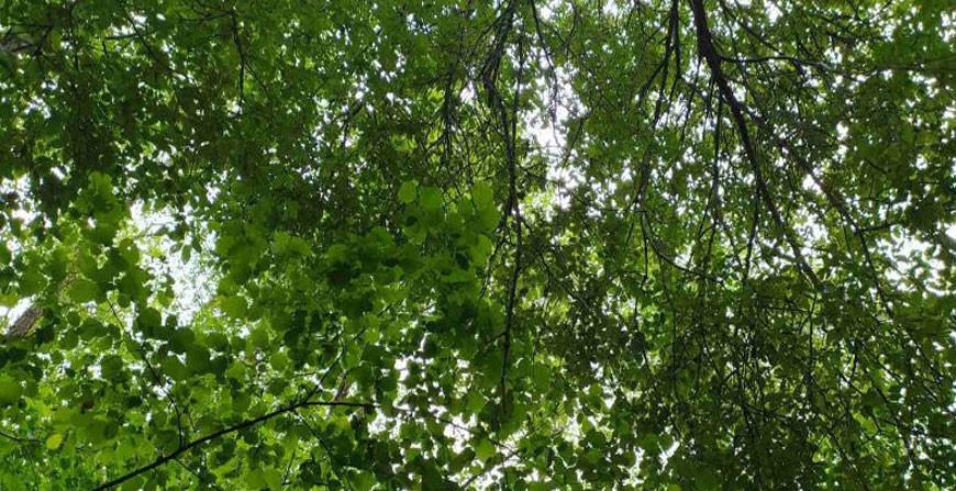 В 2021 году 19 грибников заблудились в лесах Гродненской области, 7 из них найдены мертвыми