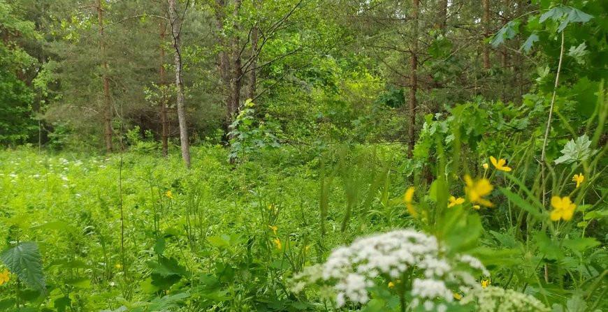 В 6 районах Гродненской области введены ограничения на посещение лесов