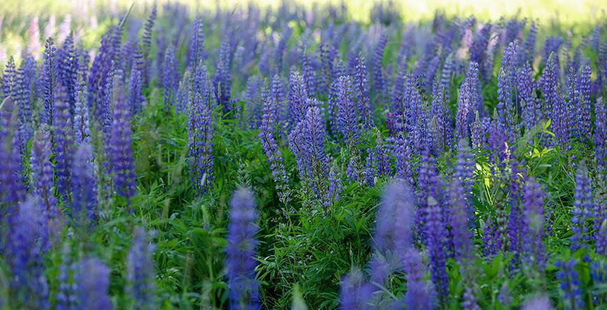 Грозы, кратковременные дожди, оранжевый уровень опасности. Синоптики о погоде 5 июля