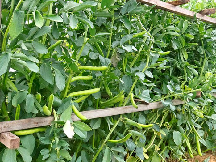 Как правильно собирать фасоль. Технология уборки и правила хранения  