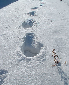 В Лидском районе в лесу замерз парень
