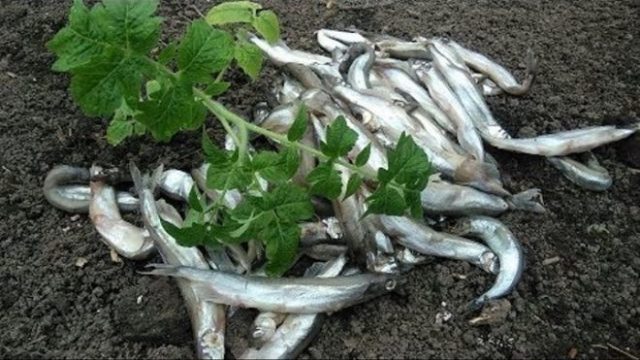 Какие необычные добавки кладут в лунку при высадке рассады томатов?