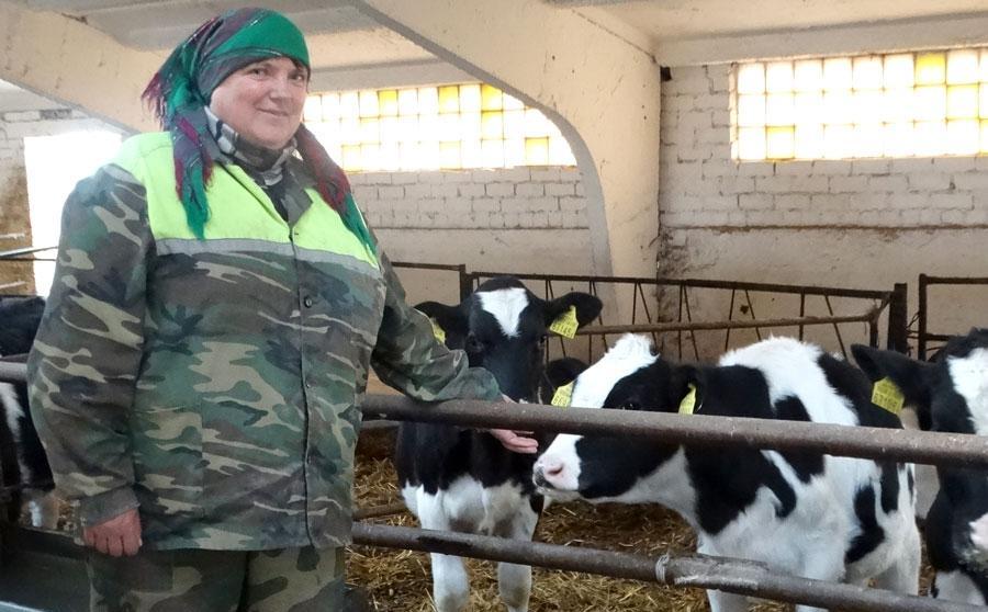 За телятами - как за детьми. Человек года Гродненщины Янина Калейник в числе лучших животноводов РСКУП "Волковысское"