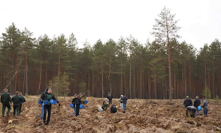 Акция "Неделя леса" прошла в Гродненском районе