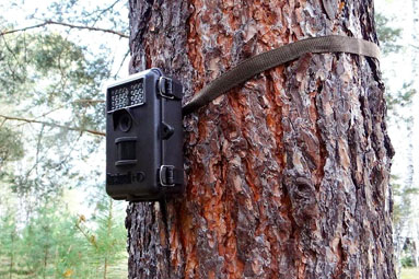 Как в лесах Гродненщины используют систему фотофиксации нарушений