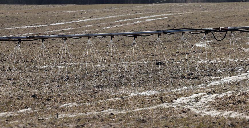В Гродненской области озимые культуры на большинстве полей обладают нормальной жизнеспособностью