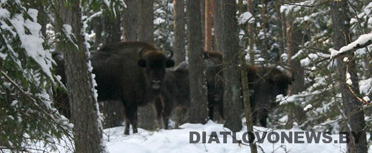 На Дзятлаўшчыну прыехалі зубры (+Відэа)