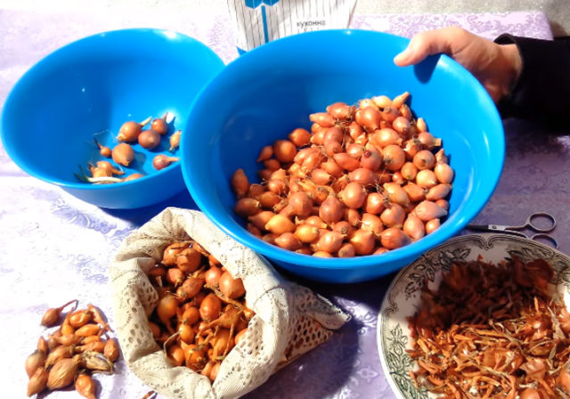 Как правильно подготовить лук к посадке?