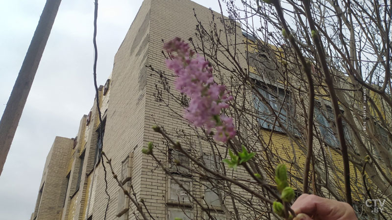 Раньше на два месяца. В Минске зацвела сирень