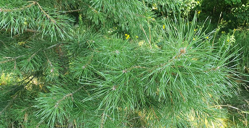 В Беларуси введены массовые запреты на посещение лесов