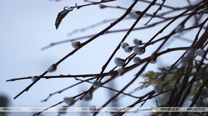 Православные верующие могут освещать вербы дома по благословению Патриарха Кирилла
