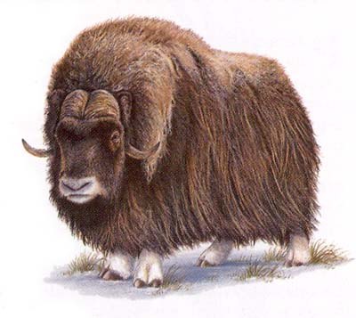 Под Скиделем нашли череп овцебыка времен ледникового периода. Листаем страницы "ГП" за 1953 год