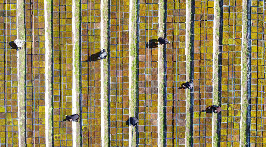 ФОТОФАКТ: Выращивание мха в Чжэцзяне