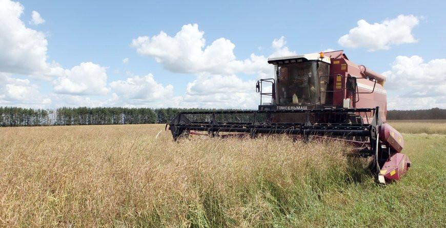 В Гродненской области на 99 процентов убран озимый рапс 