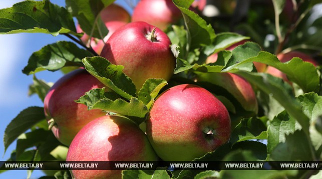 Яблоки на миллион: от Северного флота до детского питания под именитым брендом