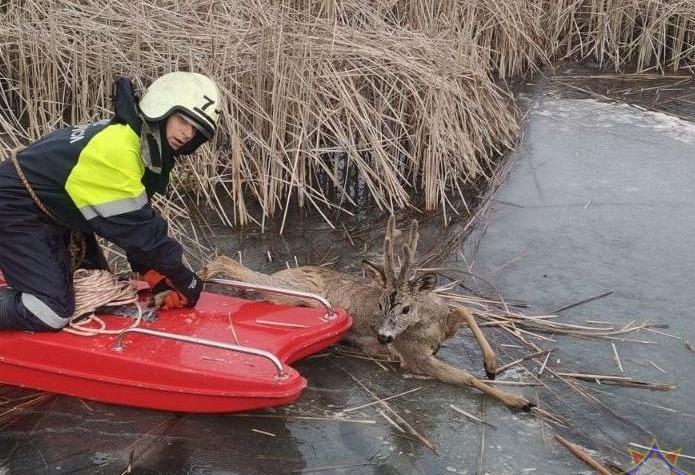 Зельвенские спасатели помогли косуле выбраться из ледяной полыньи