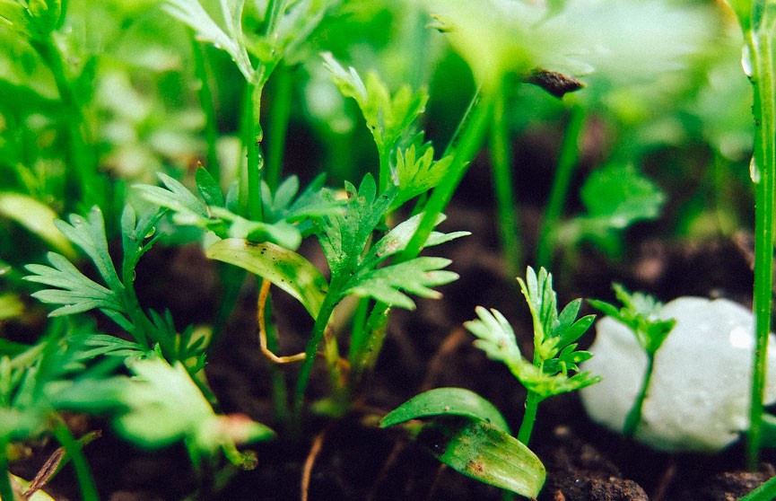 Специалисты советуют посеять эти 5 овощей под зиму