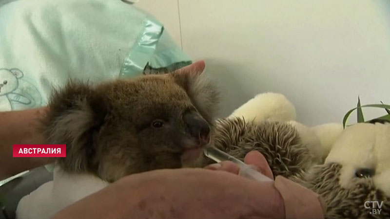 В Австралии пострадавших от пожаров коал возвращают в дикую природу