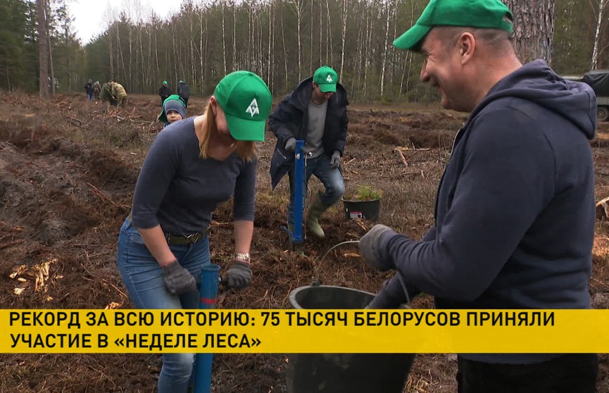 В акции «Неделя леса» приняли участие 75 тысяч белорусов