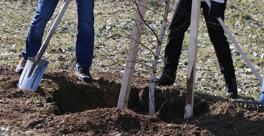 В микрорайоне Гродно высадили 70 молодых кленов