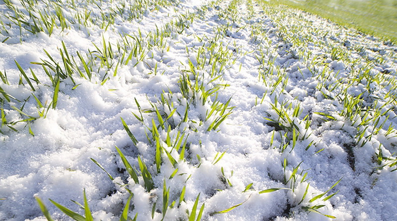 Cостояние озимых культур в области хорошее