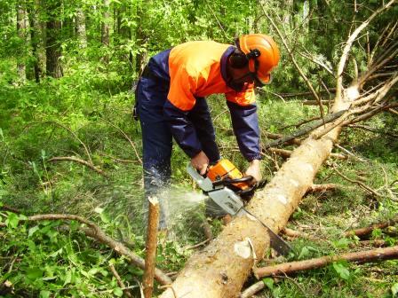В Мостовском районе погиб вальщик леса
