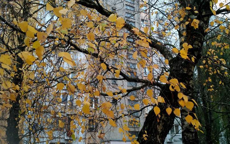   Неделя до зимы. Подробный прогноз погоды с 23 по 29 ноября 