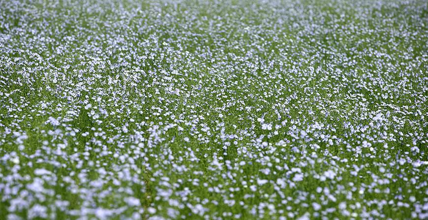 Белгидромет: дожди на большей части территории поддержат запасы почвенной влаги