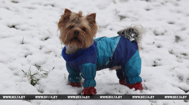Дождь и мокрый снег ожидаются в Беларуси 27 ноября