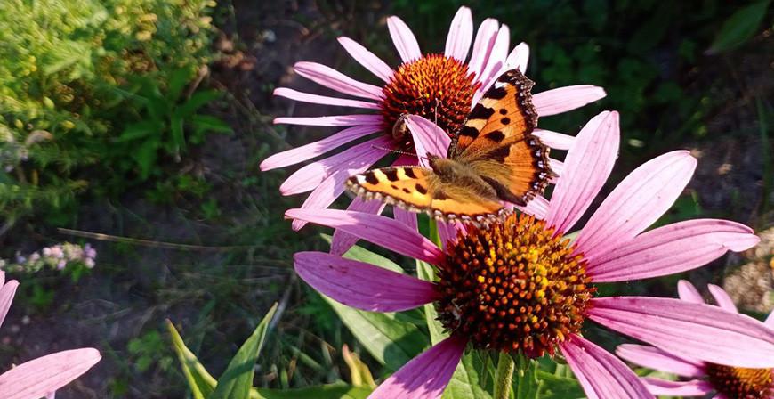 Дожди и до +33°С ожидается в Беларуси 18 августа