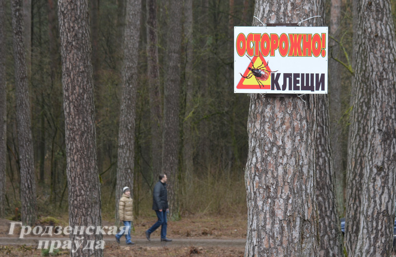 В этом году клещи проснулись раньше обычного 