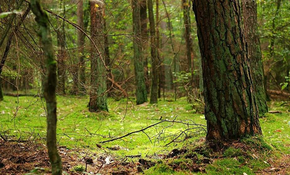 На лесной полосе. Гродненскому лесохозяйственному объединению 80 лет