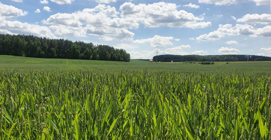 МЧС предупредило об опасности из-за непогоды: возможны отключение света и подтопления