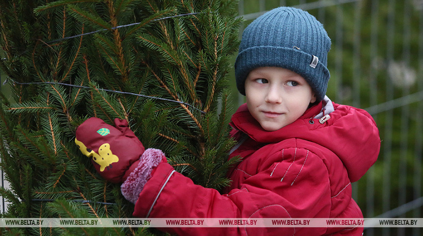 Новогодние елочные базары открылись в Гродно 20 декабря