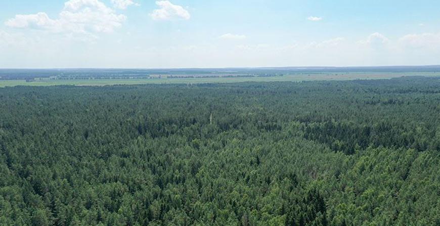 В Беларуси за сутки в лесах потерялись восемь человек