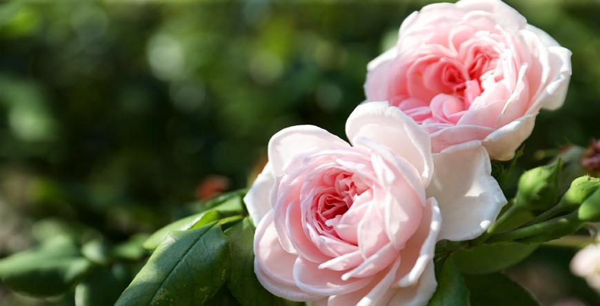 "Сентябрь продолжит баловать белорусов теплом и солнцем". Синоптики рассказали о погоде на предстоящую неделю