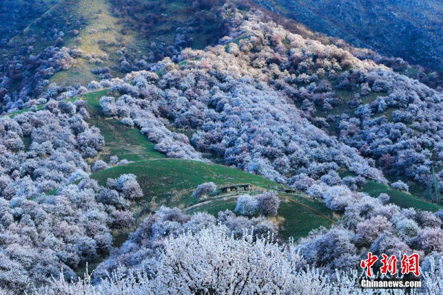 ФОТОФАКТ: В Китае начался сезон цветения диких абрикосов