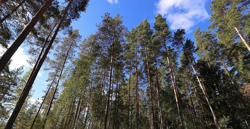 В Островецком районе произошел лесной пожар: виновник нарушил ограничение на посещение лесов