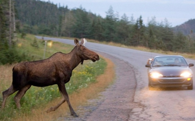 В мае возрастает количество ДТП с дикими животными. Что важно знать каждому водителю?